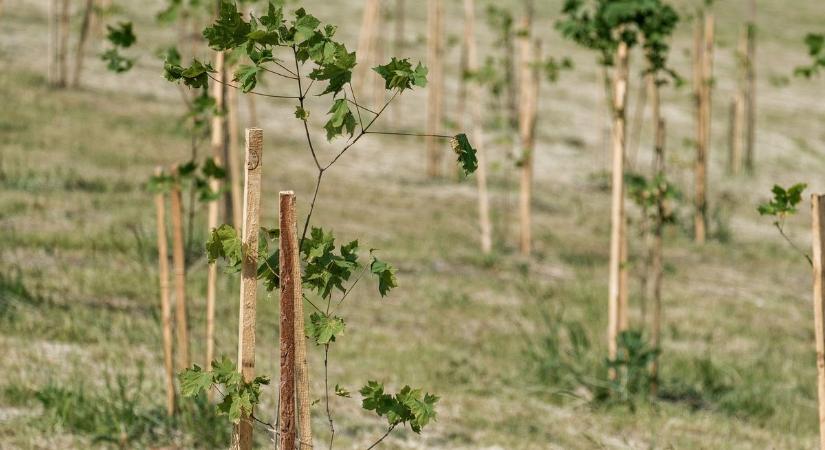 Facsemetét igényelhetnek Gönyűn