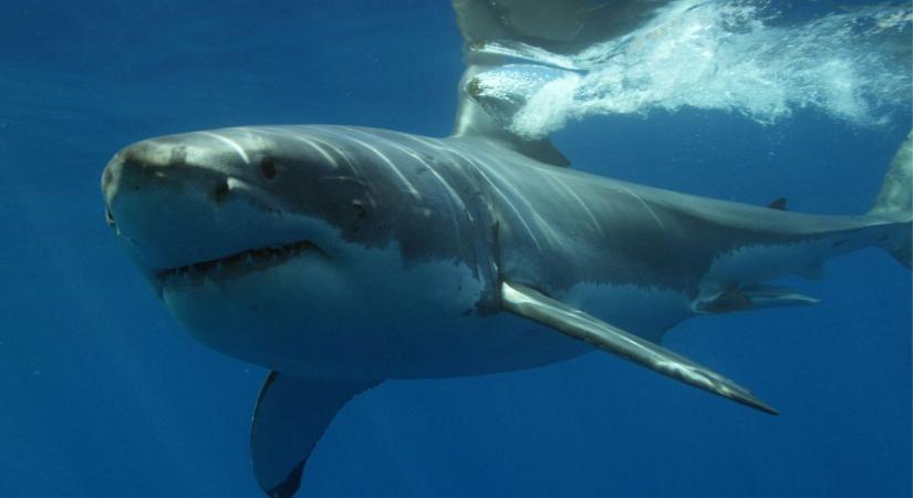 Fehér cápát találtak Alicanténál – Mit jelent ez a nyaralókra nézve?