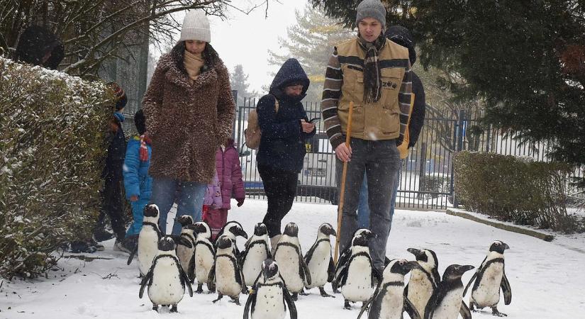 Ketten egy jegy áráért – különleges akcióval készül Valentin-napra a Jászberényi Állatkert
