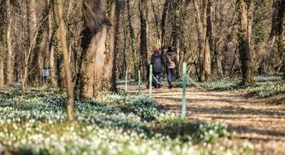 Indul a Hóvirágünnep az Alcsúti Arborétumban