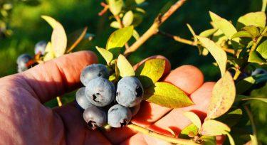 Német bogyós „fordulat”: nagyobb termés kisebb területről