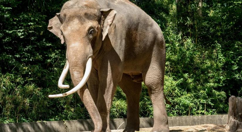 Újabb halálos elefánttámadás történt, egy nőt taposott agyon az állat