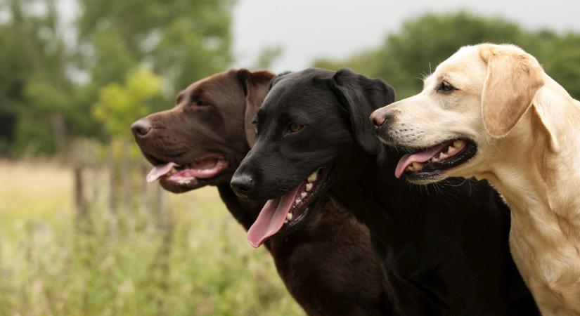 8 kutyafajta, amit az állatorvosok soha nem tartanának: elárulták, miért