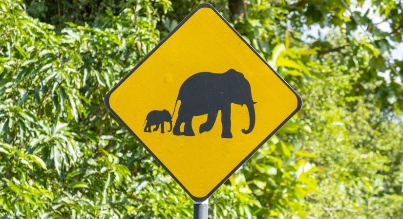 Halálos elefánttámadás Srí Lankán