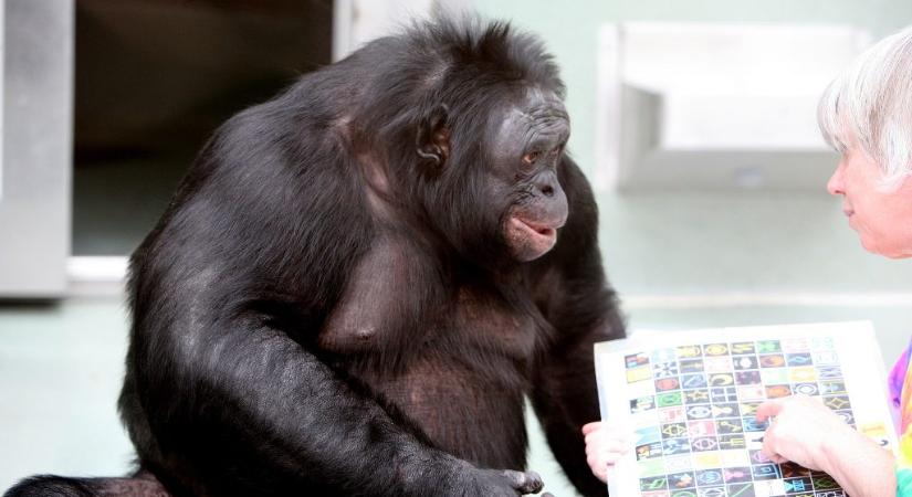 Minecraftozó majom bizonyította be: az állatoknak is van képzeletük