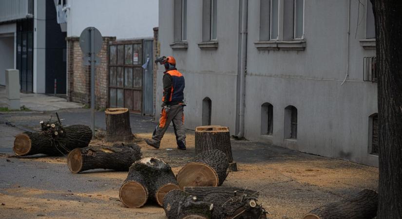 Tudod, mi efemer természetű? A fák Szegeden