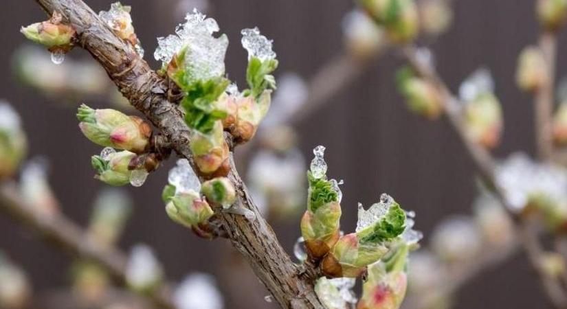 Így kaphatnak gyors segítséget a fagykárt szenvedett kertészek
