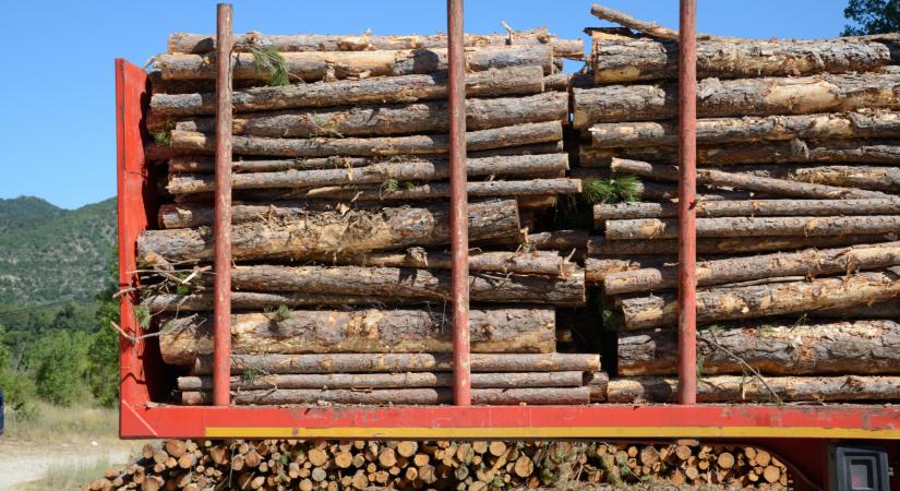 Feszült hangulat a hazai erdészetek körül - kiakadt a szakma, nyílt levélben üzent az egyesületi elnök