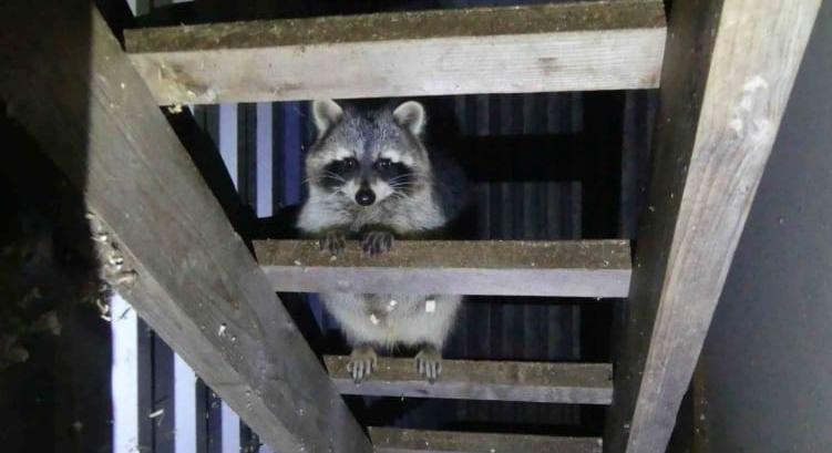 Titkos állatkertet számoltak fel Keszthelyen