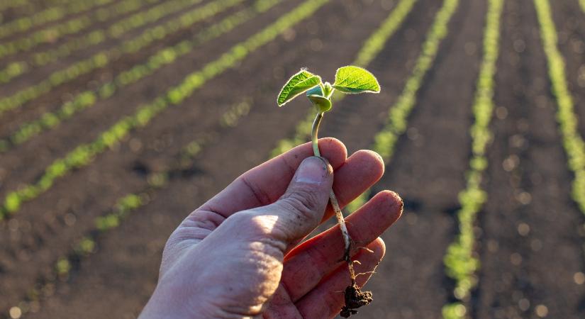 Sokak dilemmája: kritikus ponton a szója jövedelmezősége