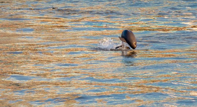 A Jangce katasztrofális ökológiai állapota nagyot javult a halászati tilalom bevezetése óta