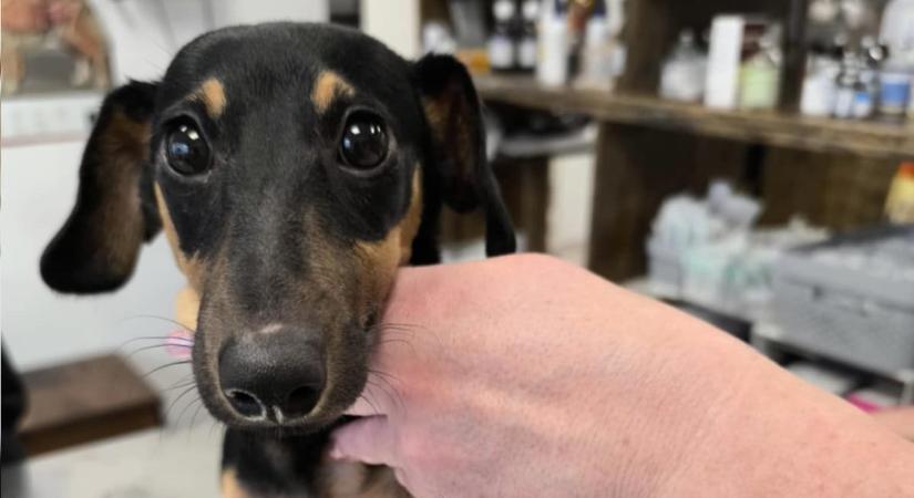 Videóhívásban verte agyba-főbe három tacskóját egy budapesti férfi