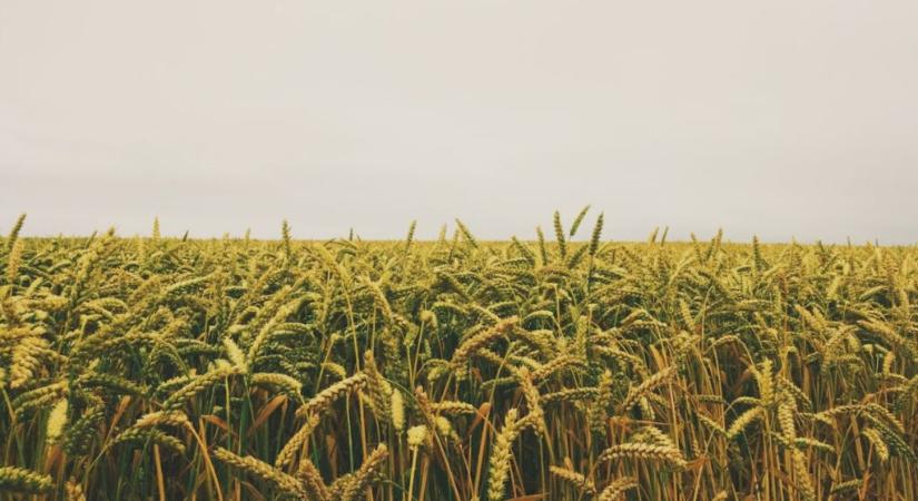 A mezőgazdaság helyzete tarthatatlan