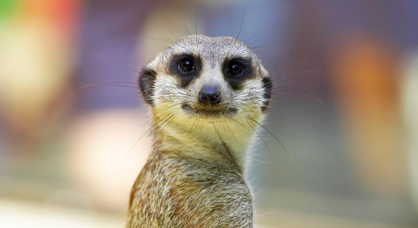 Lecsaptak a keszthelyi férfira: durva, milyen állatot találtak az otthonában