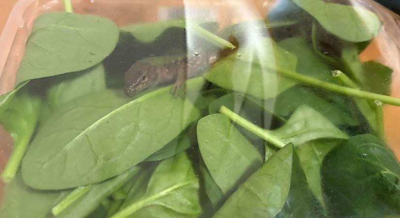 Gyík a spenót között: zöldségekkel érkezett egy idegen faj Olaszországból a Jászkunságba