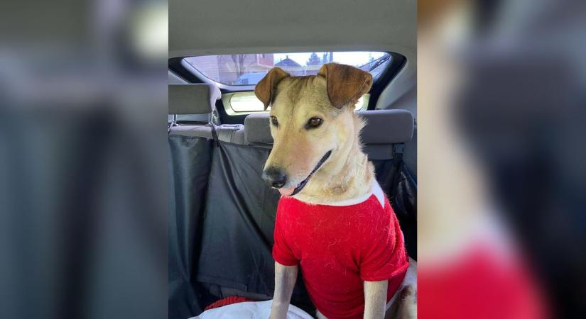 Eljött a nagy nap: Bács-Kiskun leghíresebb kutyája beköltözött új otthonába