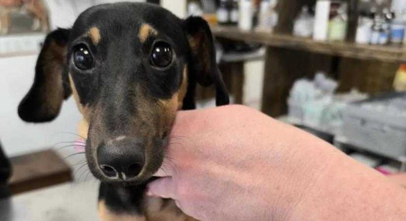 Brutális állatkínzás a XV. kerületben - koponya törést és lábtörést szenvedtek a tacskók