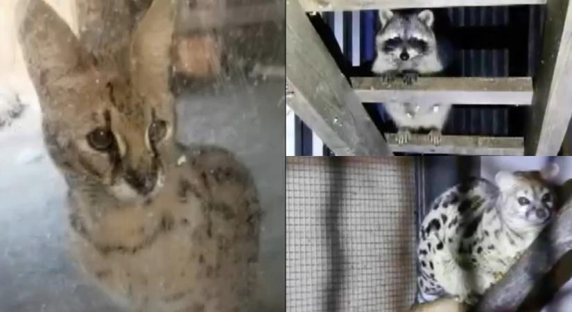 Szerválok, szurikáták, petymegek: illegális állattartó bukott le Keszthelyen