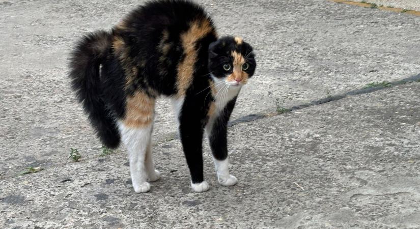 Kútba esett egy vemhes macska, kölykeivel együtt kellett kimenteni