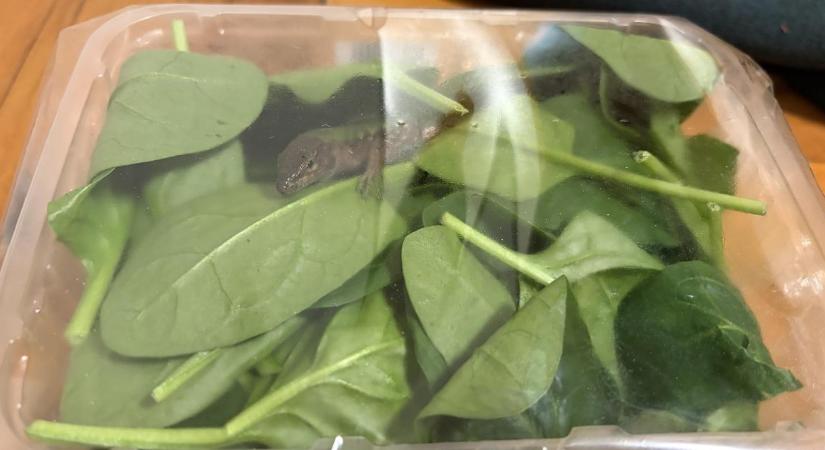 Messzire utazott a kis hüllő, amit a Hortobágyi Nemzeti Park munkatársai szállásoltak el