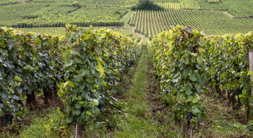 Sosem látott mértékben pusztít ez a kártevő, tőkék tízezreit kell kivágni