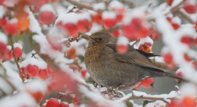 A tél újra az ablakunkon kopogtat, több fokkal is visszaeshet a hőmérséklet a következő napokban