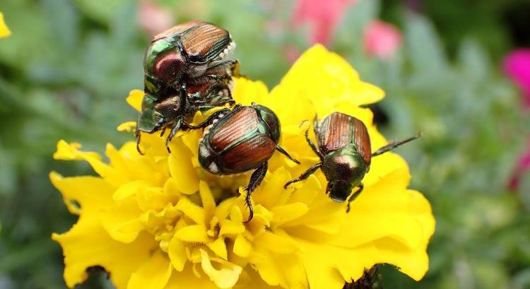 Már Horvátországban is megjelent a japán cserebogár