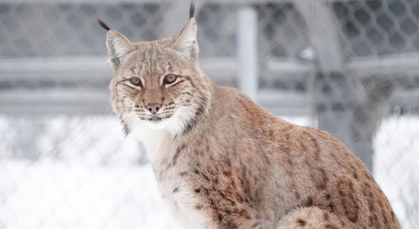 Alapítása óta több jelentős fejlesztésen is átesett a Veszprémi Állatkert