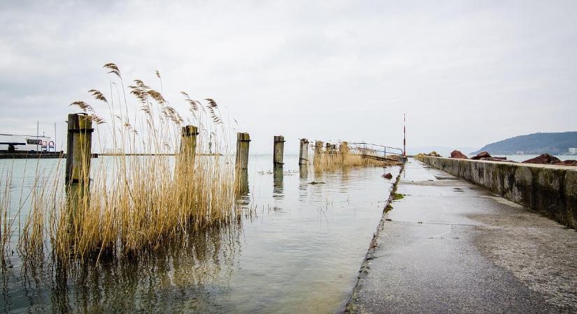 Dráma a Balatonnál, egymás után hullanak el ezek az állatok