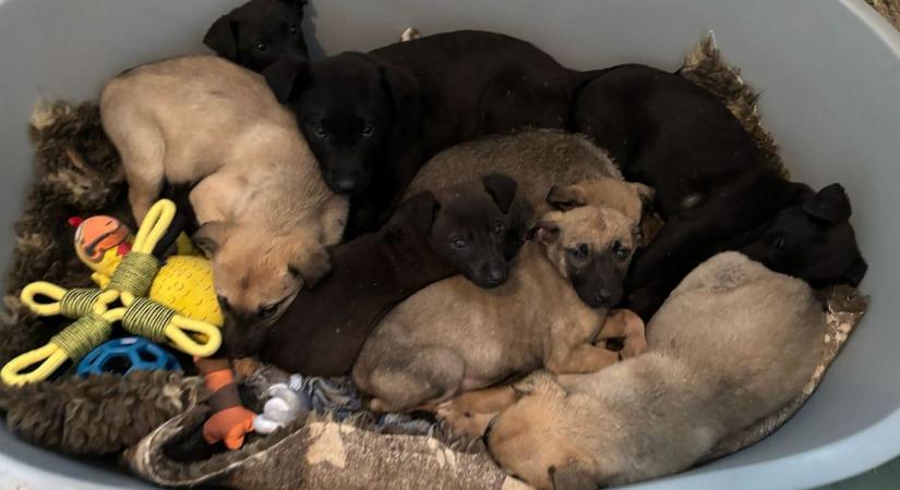 Kinek volt szíve zsákban kidobni nyolc kutyakölyköt Kiskunfélegyházán? – fotók