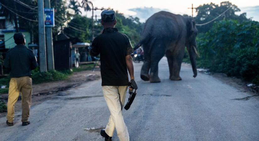 Példátlan elefánttámadás történt – egyszerre 6 ember vesztette életét