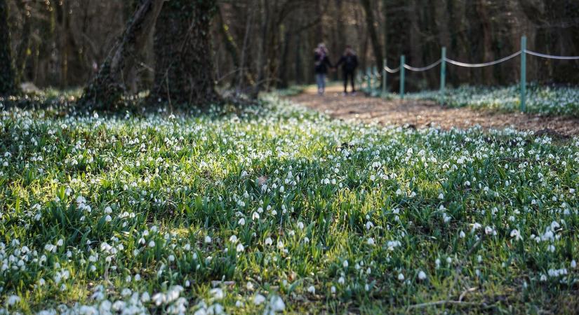 Hóvirágünnep az Alcsúti Arborétumban: már fehérlik a hóvirágmező