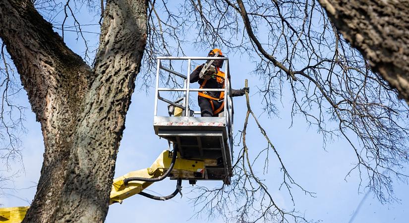 Javában zajlik az utcafasorok gallyazása Debrecenben – fotókkal