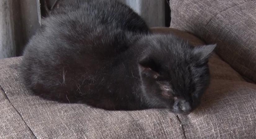 Fekete macskától a számokig - a balszerencse legendája