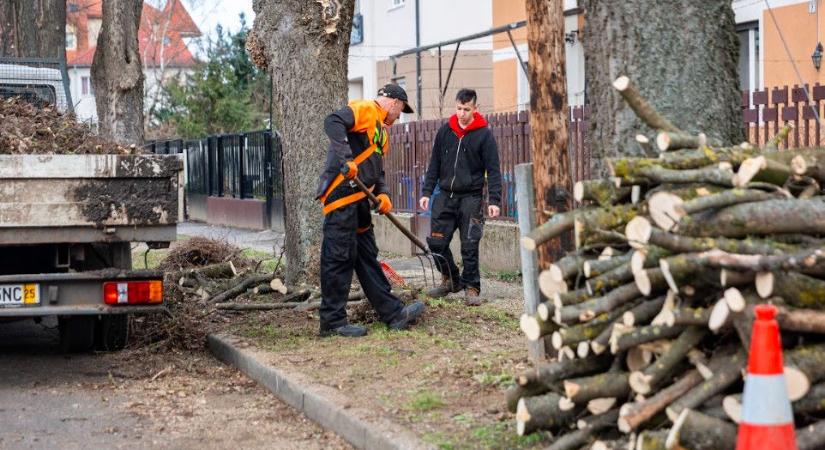 110 millió forintból gallyaznak Debrecenben