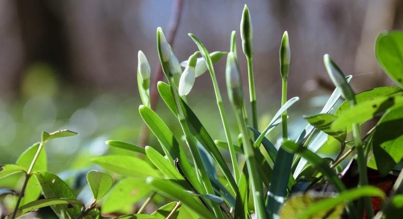 Felbukkantak az első hóvirágok