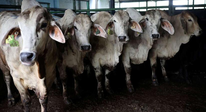 A Mercosur után itt az újabb agrárháború: az ausztrál marhahús került célkeresztbe