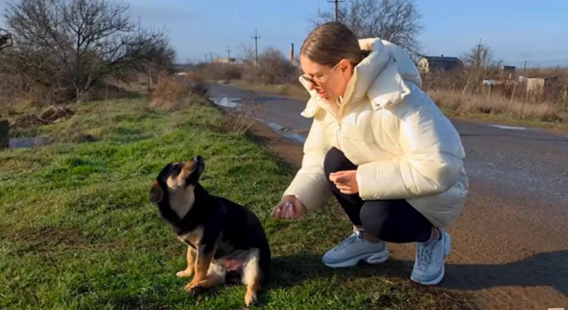 Furcsán ül a kutya az út szélén: amikor a nő közelebb megy, megszakad a szíve