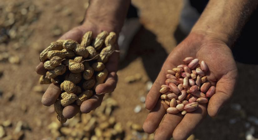 Mogyoróból csináltak lézert – működik