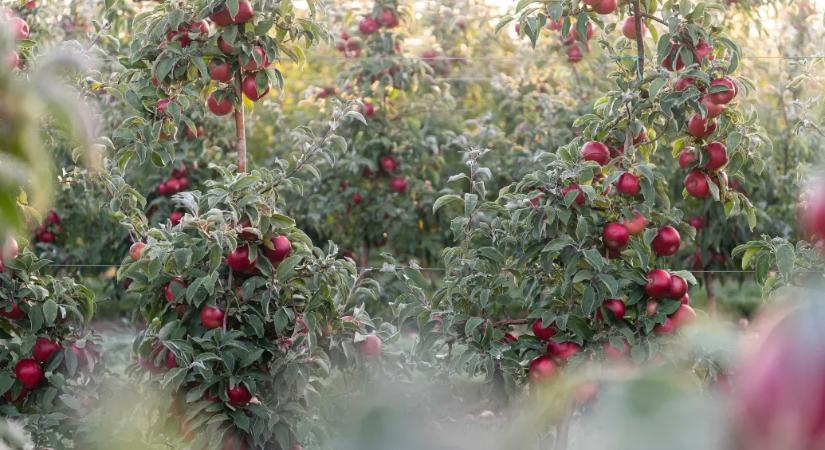Kell-e félni a mérgező magyar almától?