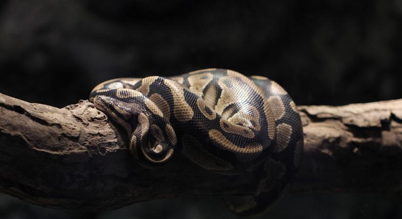 Videó: Gigantikus pitont találtak Indozéniában