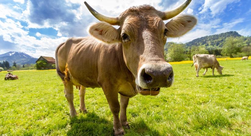 Tavaszi teendők a gyepterületeken