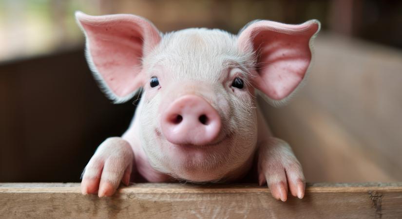 Disznó kínai horoszkóp 2026: vízválasztó év jön