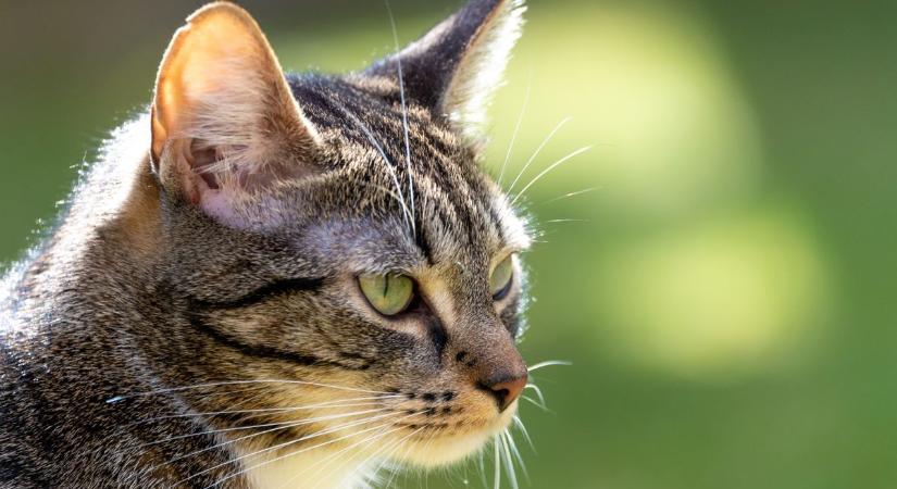 Sokkoló eset történt Sárváron: fejbe lőttek egy macskát