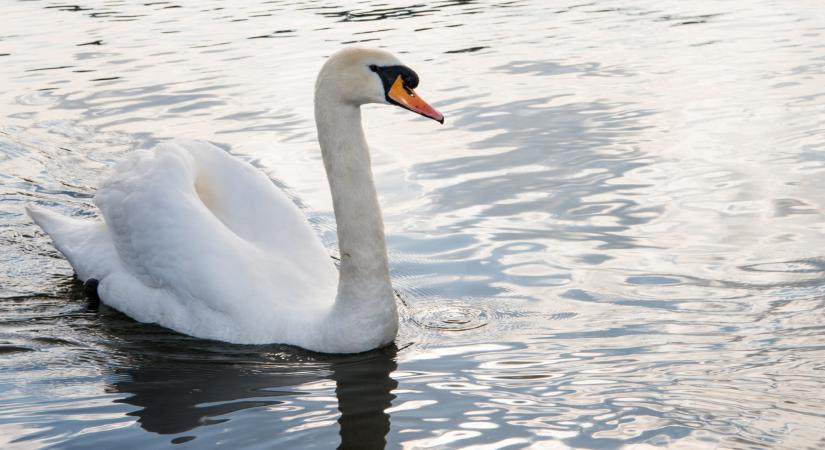 Horror a Balatonnál: állattetemek lepték el a partokat