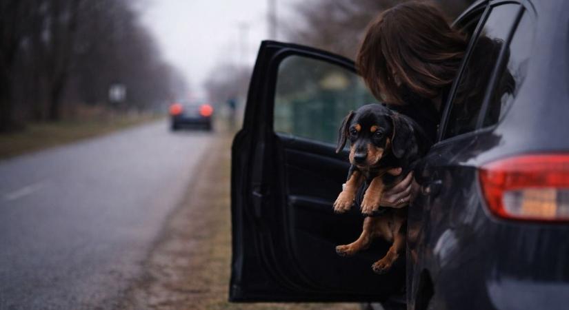 „Kiugrott, felkapta és elhajtott” – rejtélyes szentkirályi kutyaeltűnésről szóló bejegyzés kavarta fel a netet