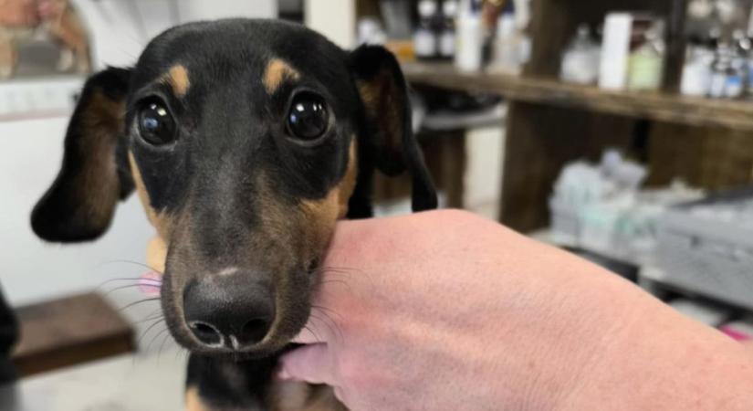 Lebukása után eltűnt a saját kutyáit bántalmazó pesti állatkínzó