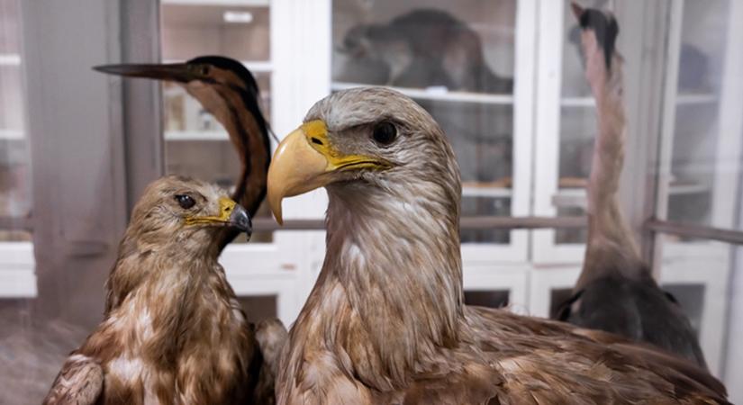 Járványkockázat: így védenék a határ menti vadállományt és a telepeket