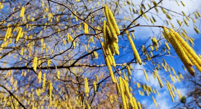 Virágzásnak indult a mogyoró