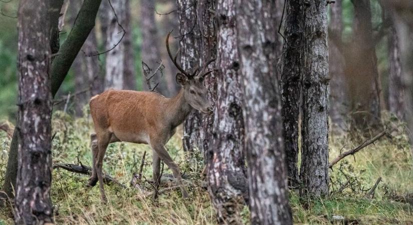 Hihetetlen látvány volt a szarvasok vonulása Csákberénynél (videóval)